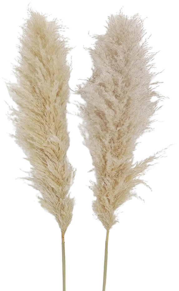 Pampas-Blanca Natural