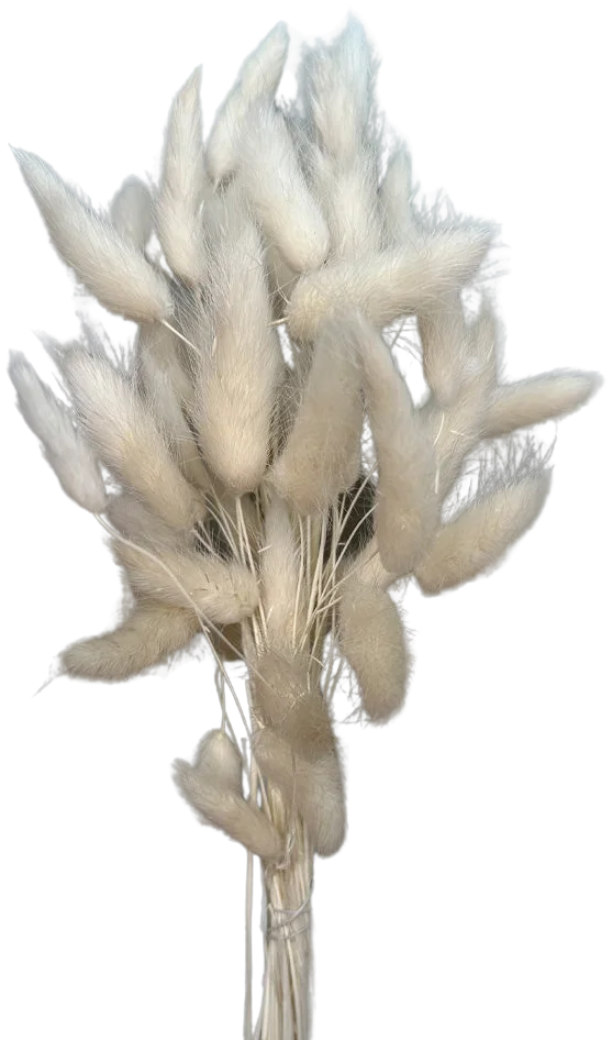 Cola de Liebre - Blanco Natural